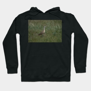 6217 ibis Hoodie